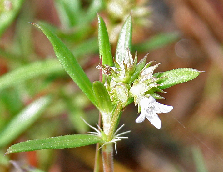 Stenaria nigricans (diamond-flowers) (alternate view 6)