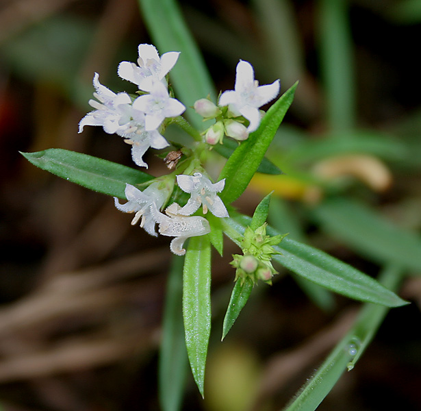 Stenaria nigricans (diamond-flowers) (alternate view 7)