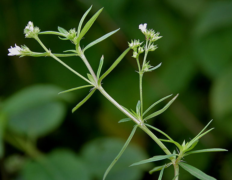 Stenaria nigricans (diamond-flowers) (alternate view 8)