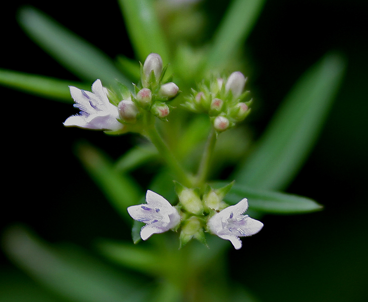 Stenaria nigricans (diamond-flowers) (alternate view 9)