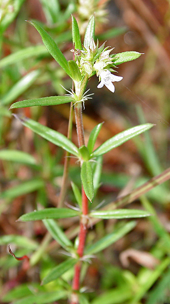 Stenaria nigricans (diamond-flowers) (alternate view 10)