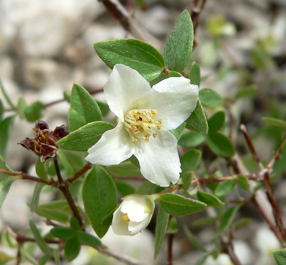 Philadelphus microphyllus (Littleleaf Mock Orange)