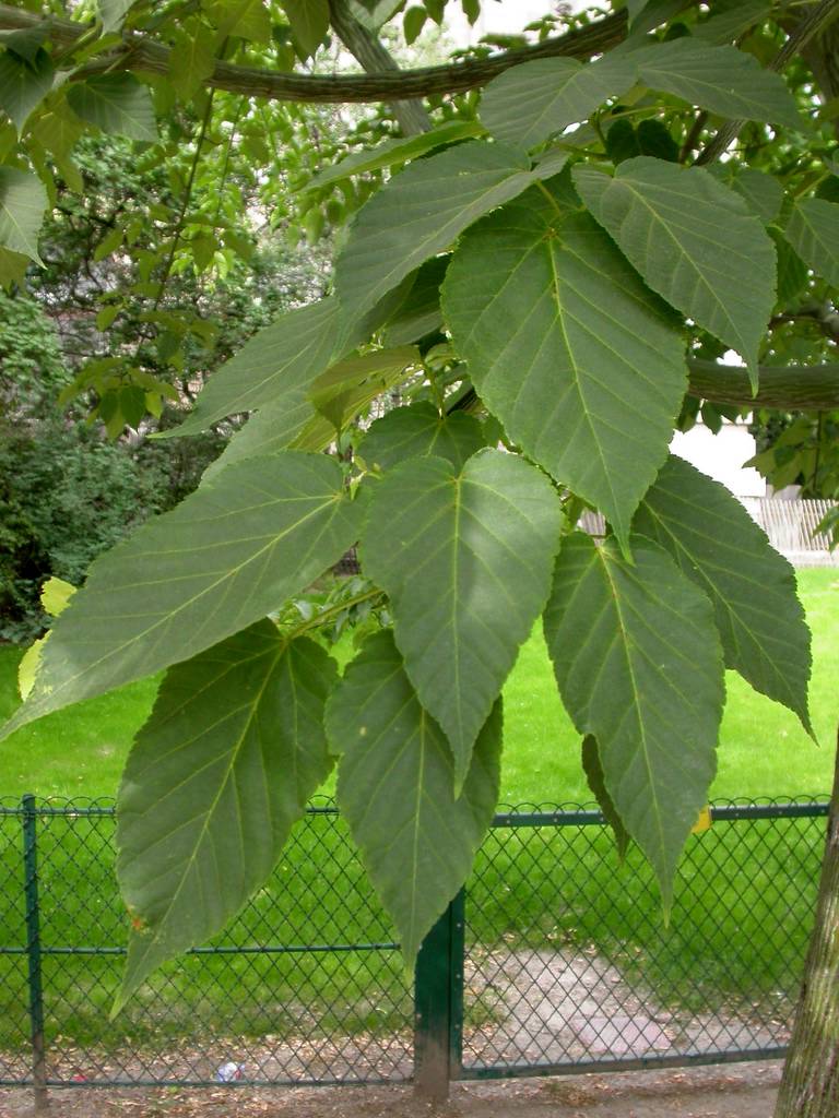 Acer davidii (snakebark maple)