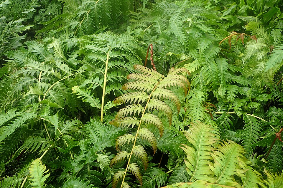 Polystichum proliferum (mother shield-fern) (alternate view 3)