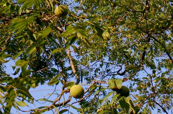 Juglans nigra (black walnut) (alternate view 5)