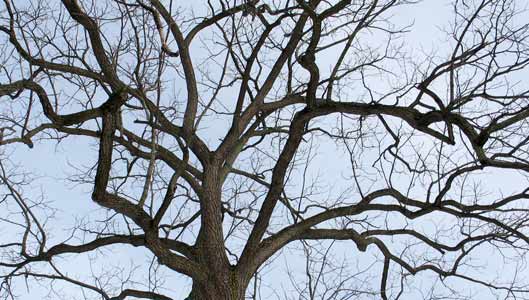 Juglans nigra (black walnut) (alternate view 6)