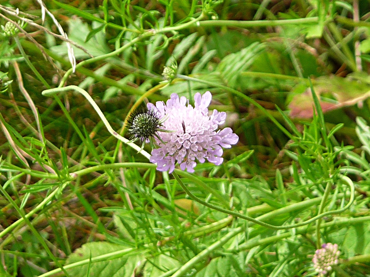 Scabiosa columbaria, Small scabious — clumping semi-evergreen (Caprifoliaceae) (image 7 of 10)