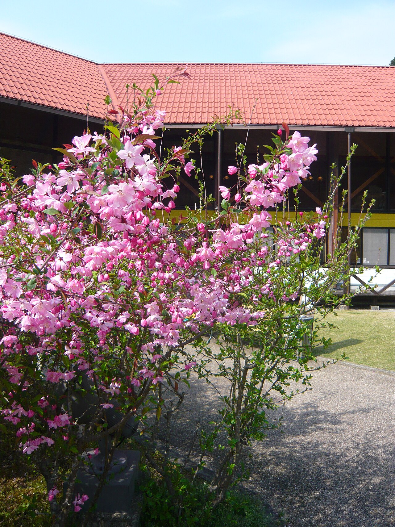 Malus halliana, Hall crabapple — spreading deciduous (Rosaceae) (image 6 of 10)