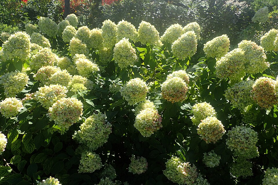 Hydrangea paniculata 'Limelight' (Limelight Peegee Hydrangea) (alternate view 4)