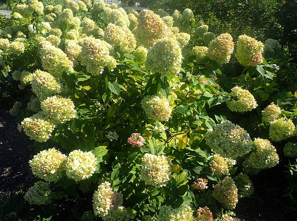 Hydrangea paniculata 'Limelight' (Limelight Peegee Hydrangea) (alternate view 5)