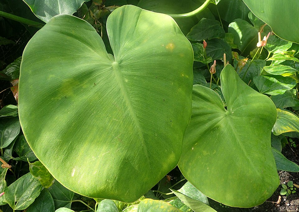 Philodendron rugosum (Philodendron Pig Skin) (alternate view 8)