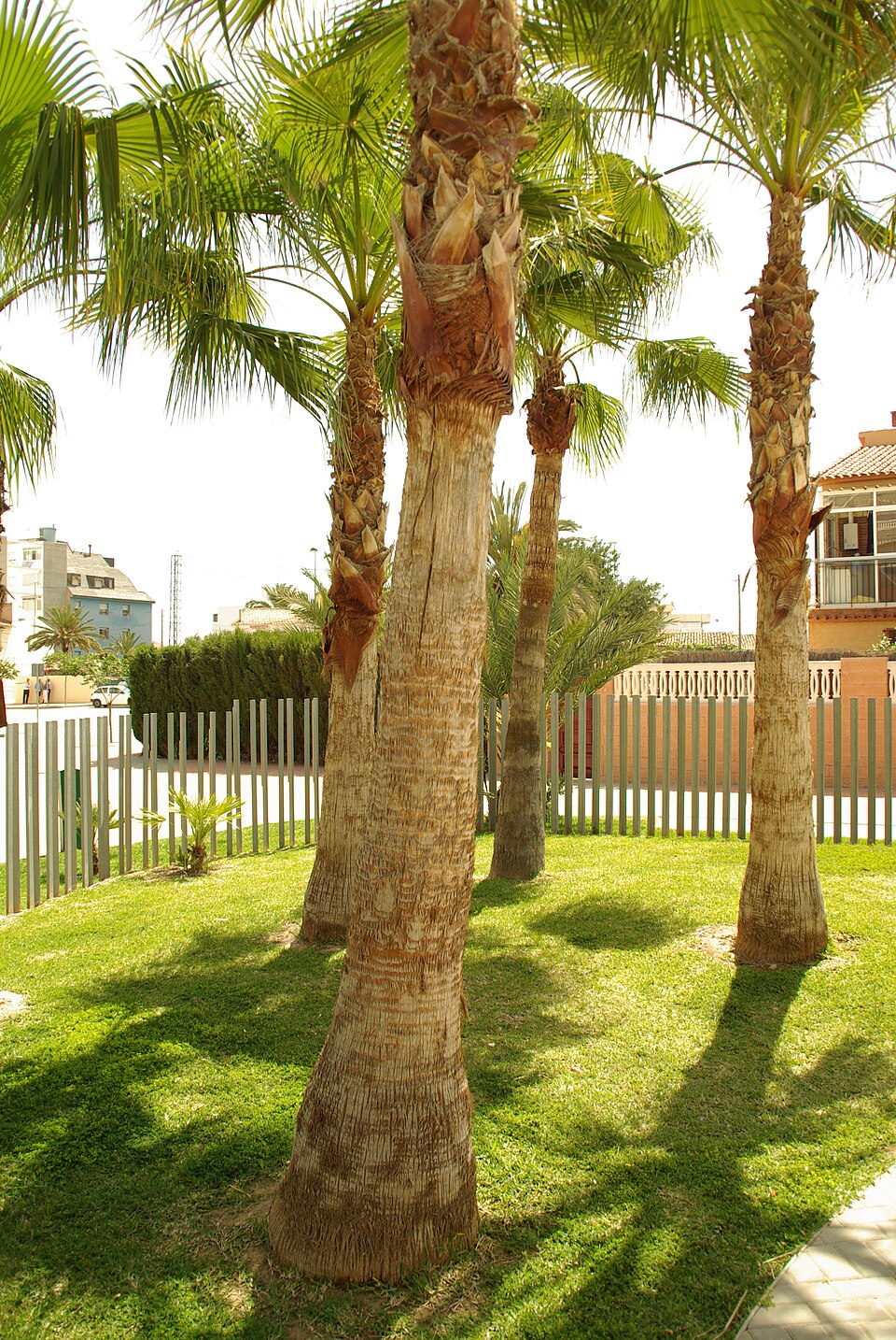 Washingtonia (Fan Palms) (alternate view 2)