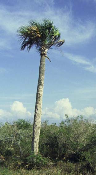 Sabal palmetto (cabbage palmetto)