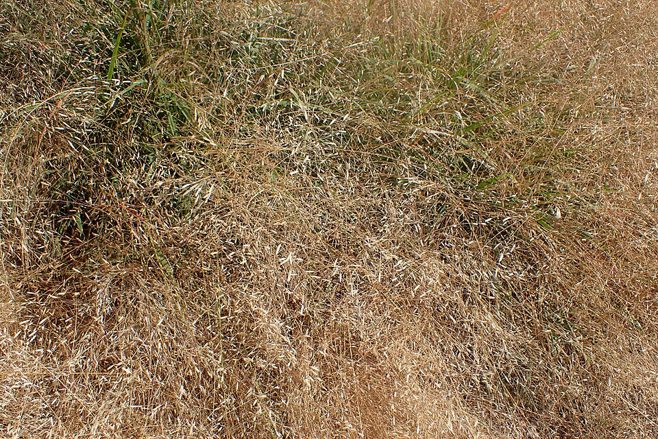 Eragrostis spectabilis (Purple Lovegrass) (alternate view 6)