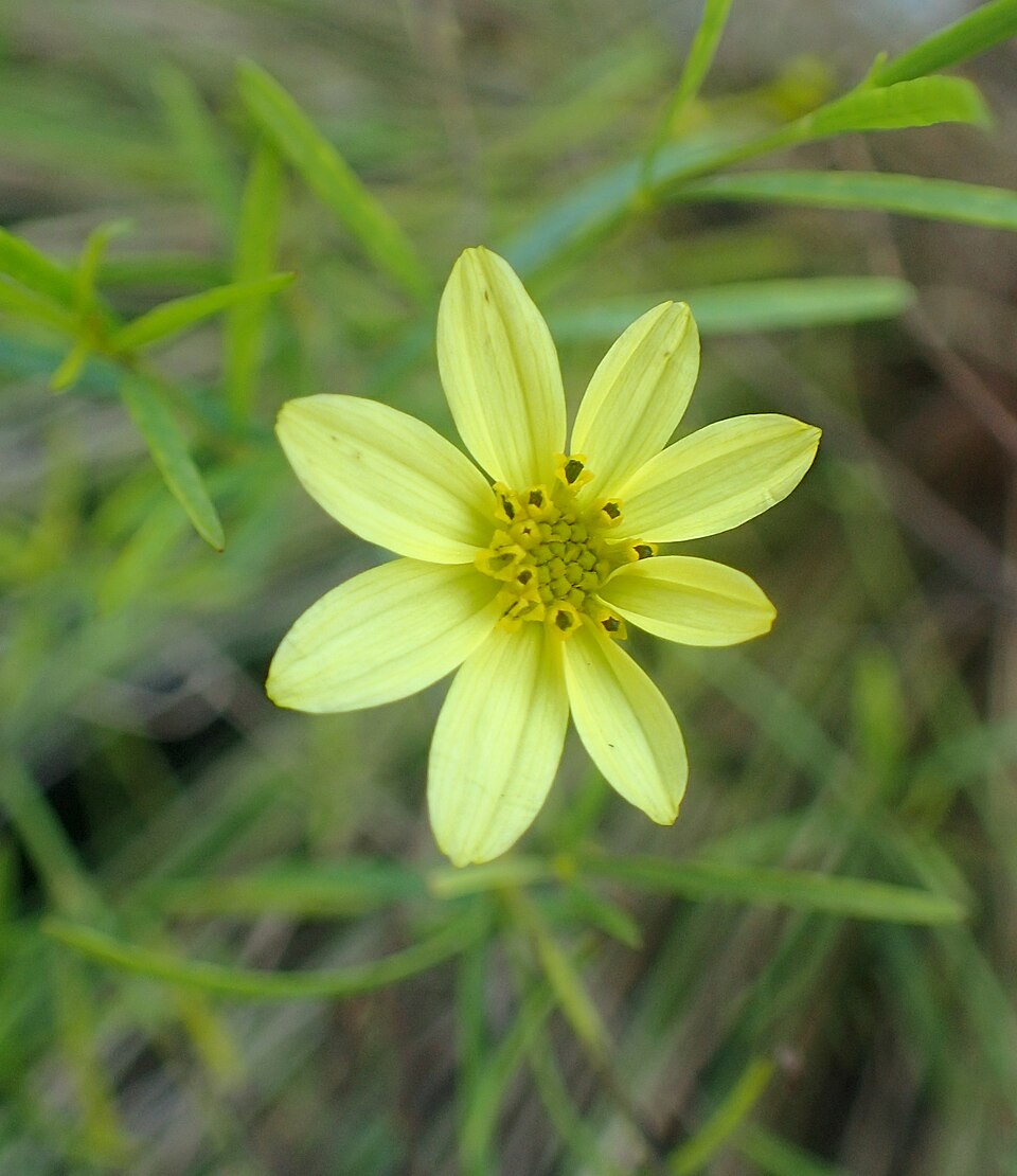 Coreopsis verticillata 'Moonbeam' (Moonbeam coreopsis, tickseed) (alternate view 2)