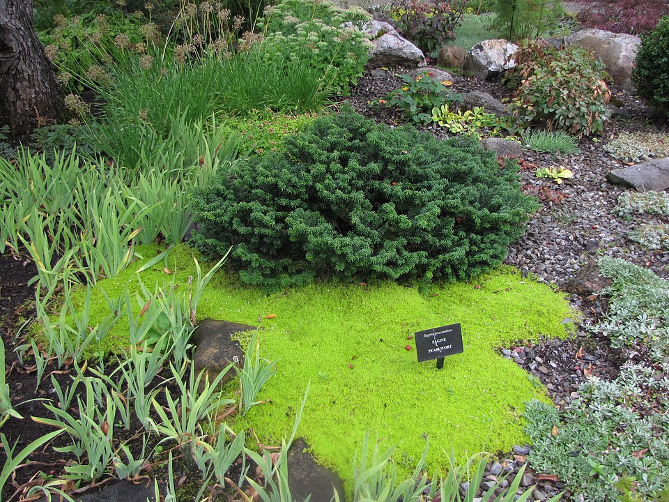 Abies balsamea 'Nana' (Dwarf Balsam Fir)