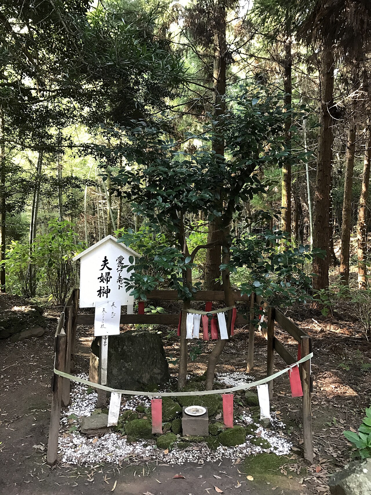 Cleyera japonica, Sakaki — upright evergreen (Pentaphylacaceae) (image 7 of 8)