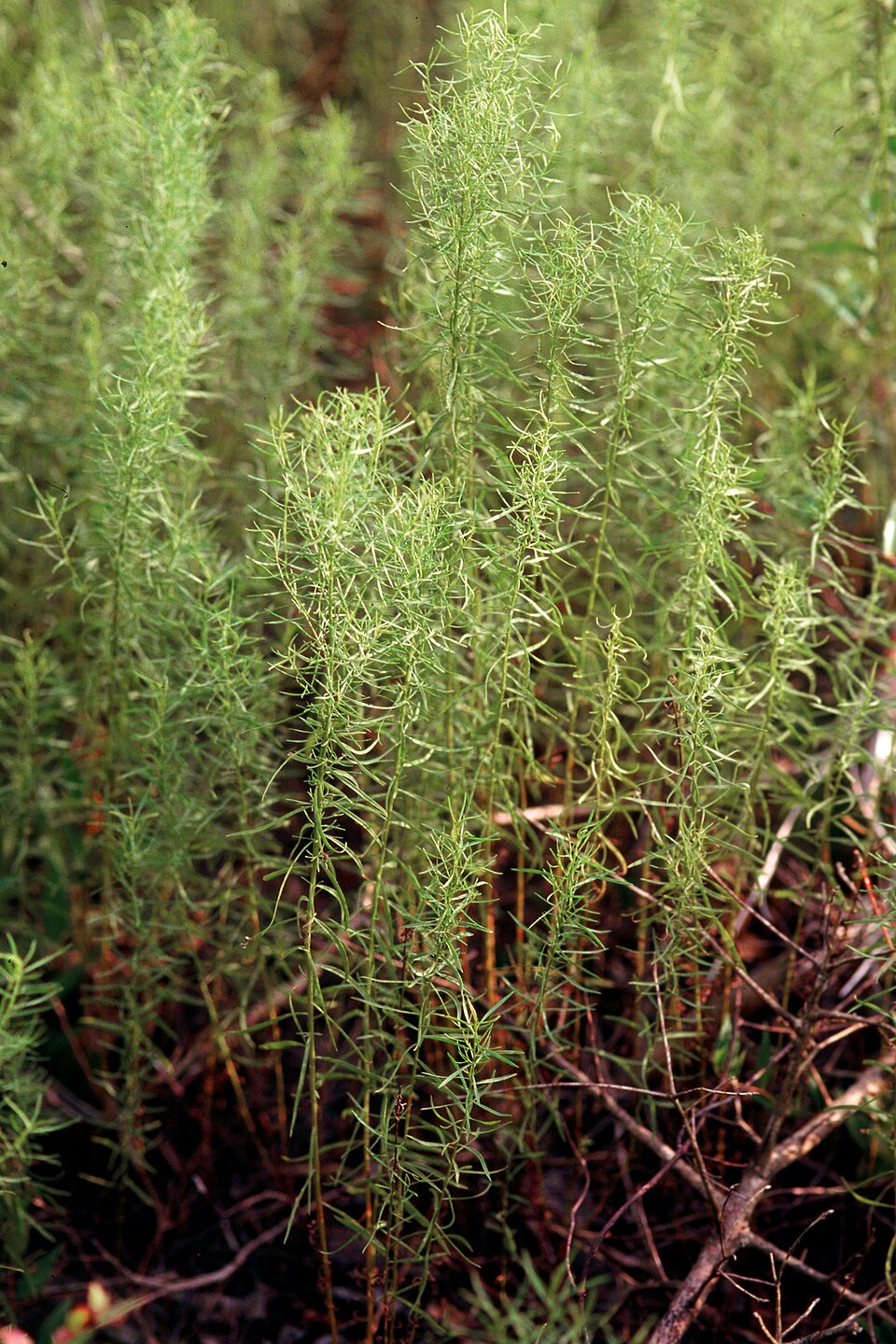 Euthamia caroliniana (slender goldentop) (alternate view 8)