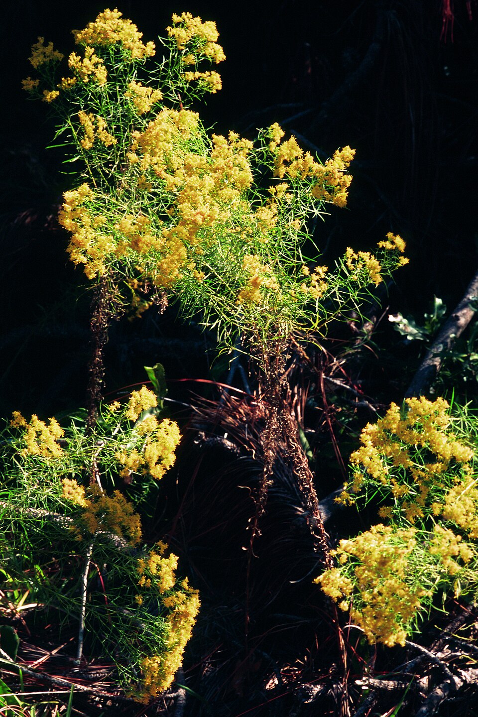 Euthamia caroliniana (slender goldentop) (alternate view 9)