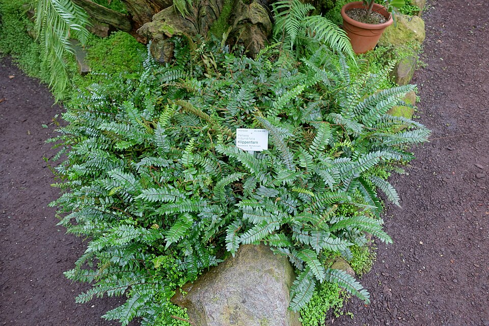 Pellaea rotundifolia (Button Fern) (alternate view 8)