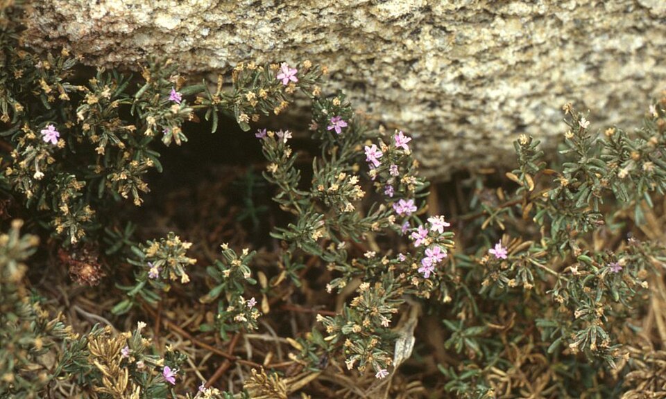 Frankenia salina (Alkali Heath) (alternate view 6)