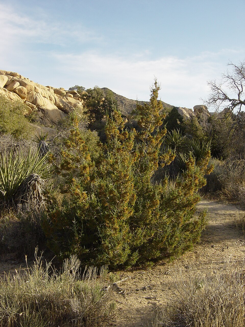 Juniperus californica (California Juniper)