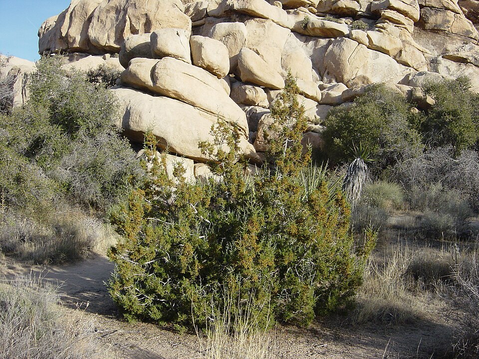 Juniperus californica (California Juniper)
