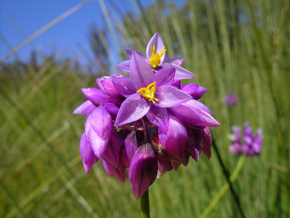 Sowerbaea juncea (Rush Lily) (alternate view 4)