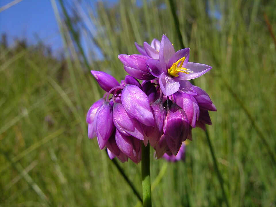 Sowerbaea juncea (Rush Lily) (alternate view 5)