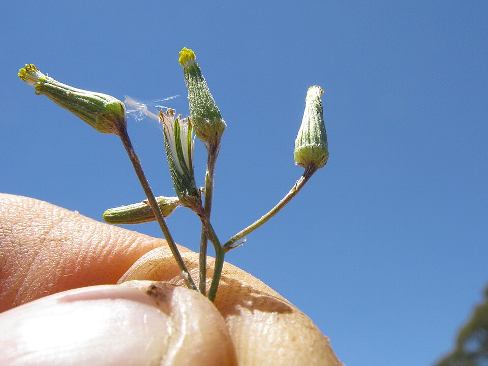 Senecio quadridentatus (cotton burnweed) (alternate view 6)