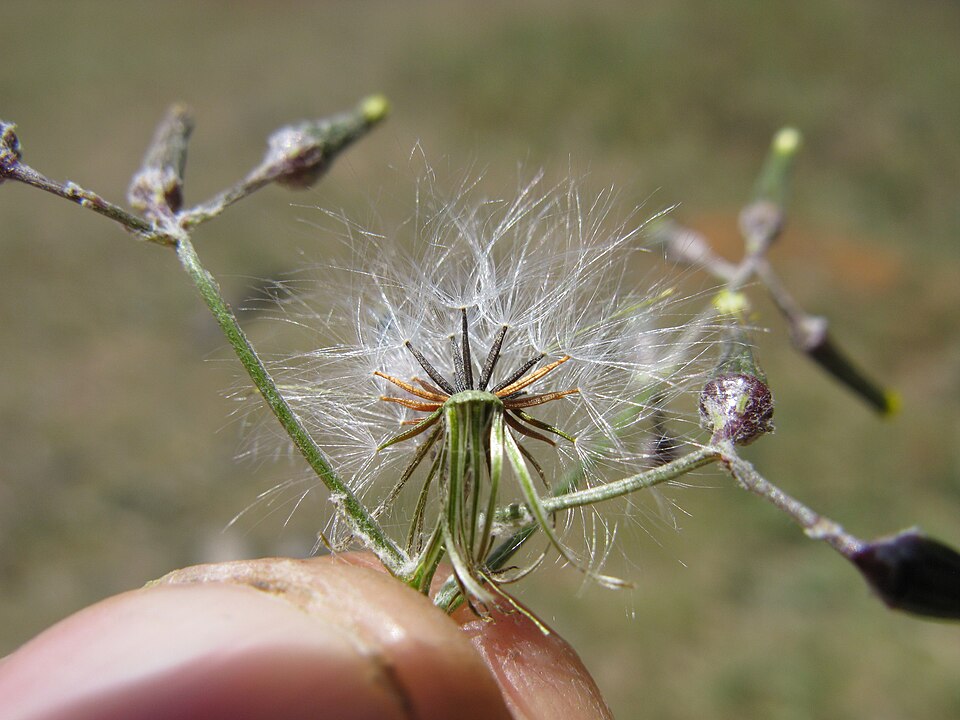 Senecio quadridentatus (cotton burnweed) (alternate view 7)