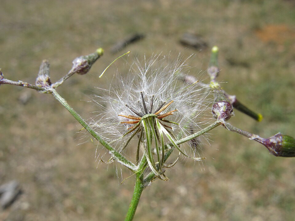 Senecio quadridentatus (cotton burnweed) (alternate view 8)