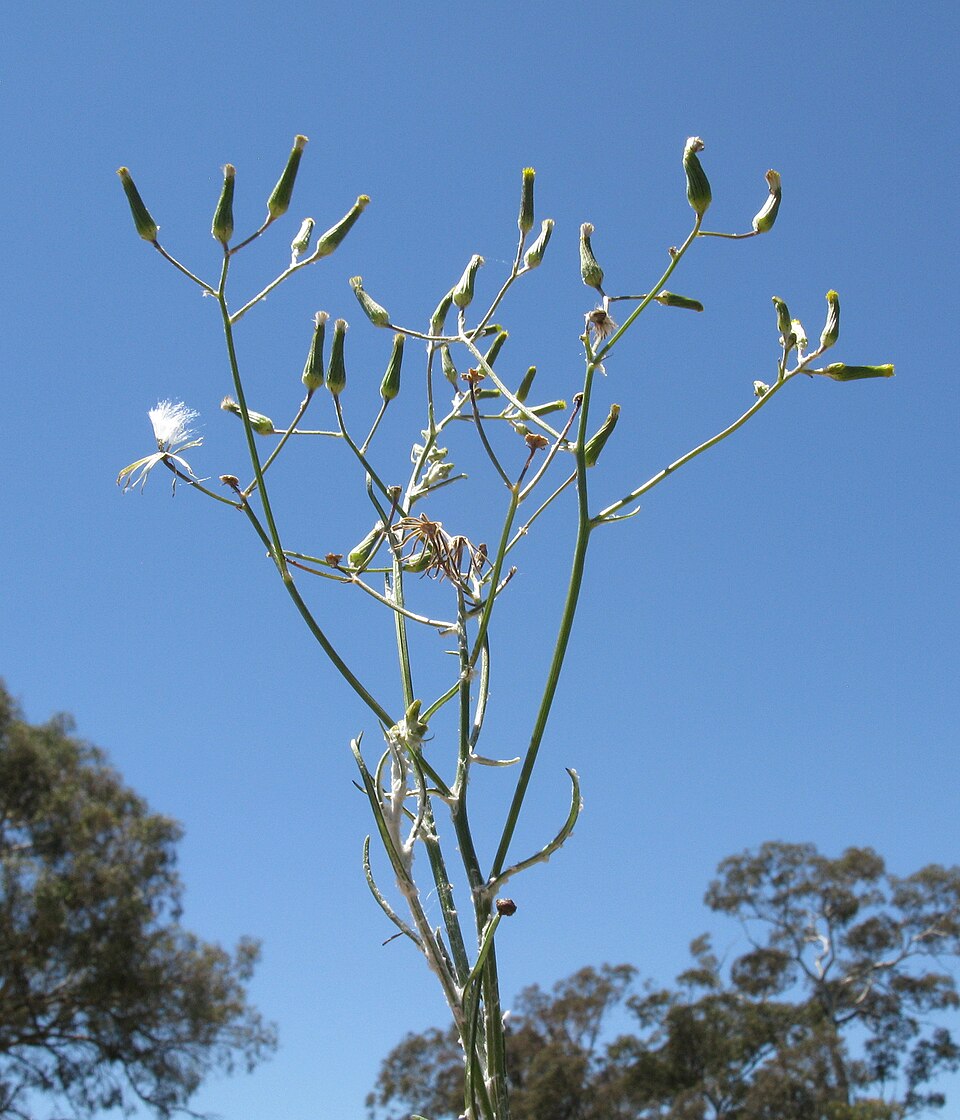 Senecio quadridentatus (cotton burnweed) (alternate view 9)