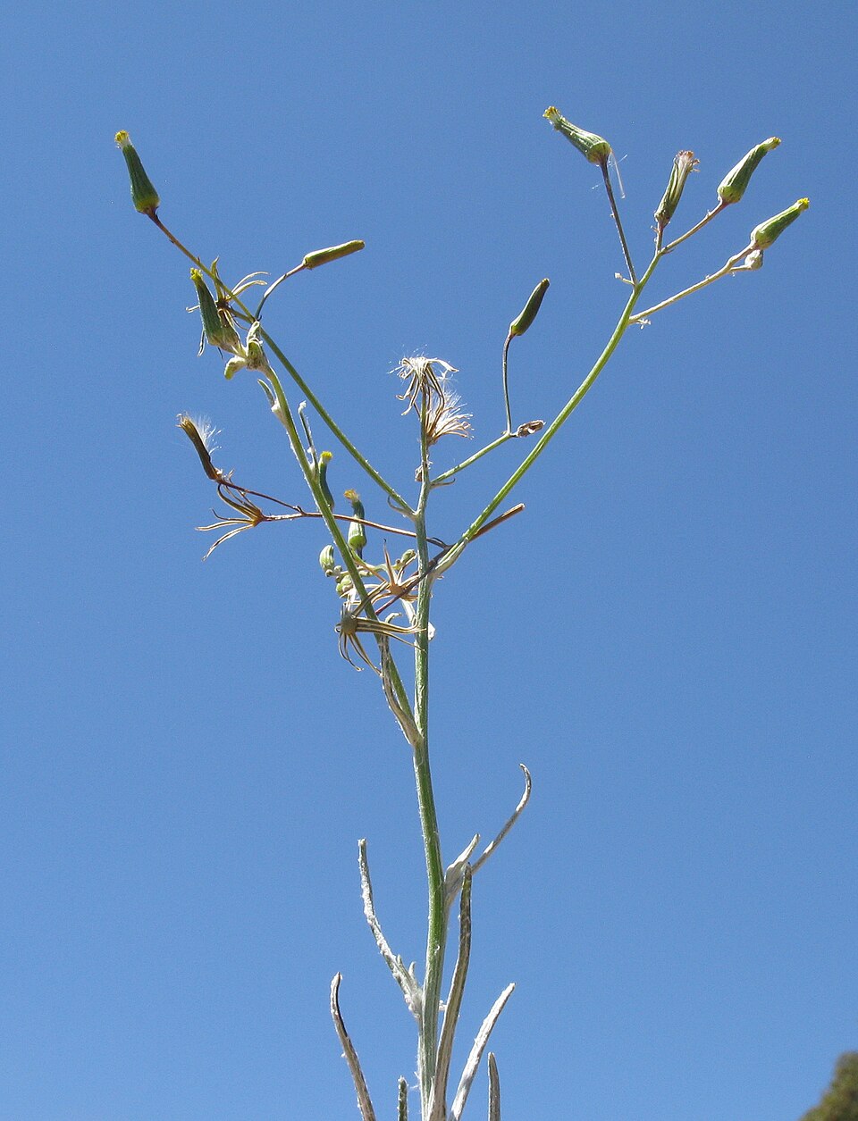 Senecio quadridentatus (cotton burnweed) (alternate view 10)