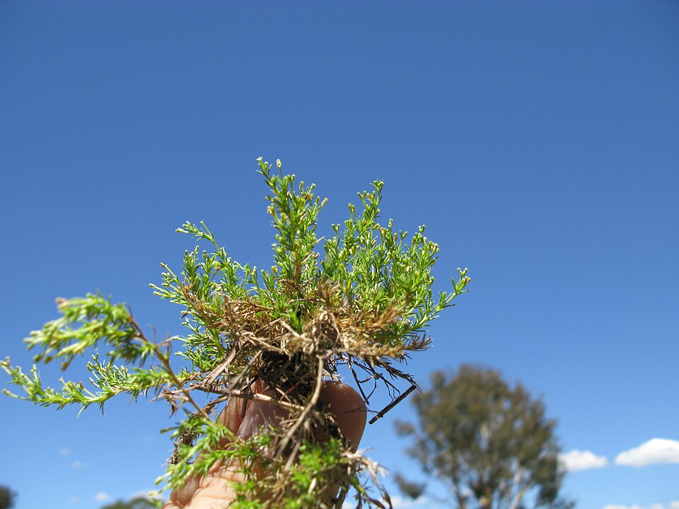 Scleranthus biflorus (alternate view 5)