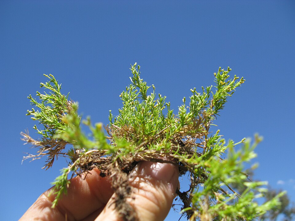 Scleranthus biflorus (alternate view 6)