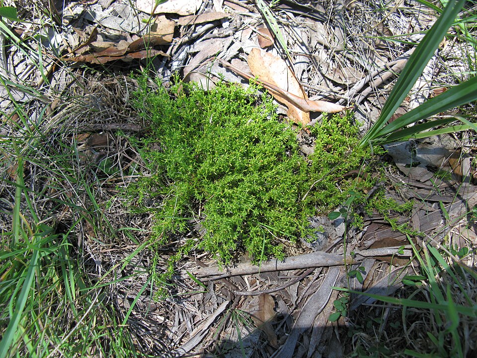 Scleranthus biflorus (alternate view 7)