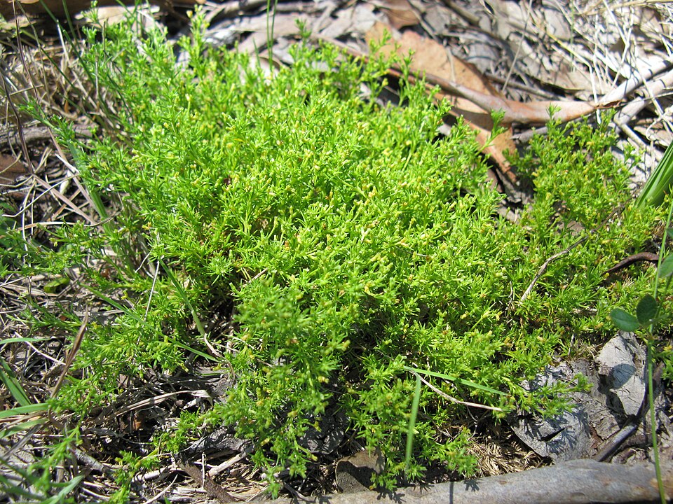 Scleranthus biflorus (alternate view 8)