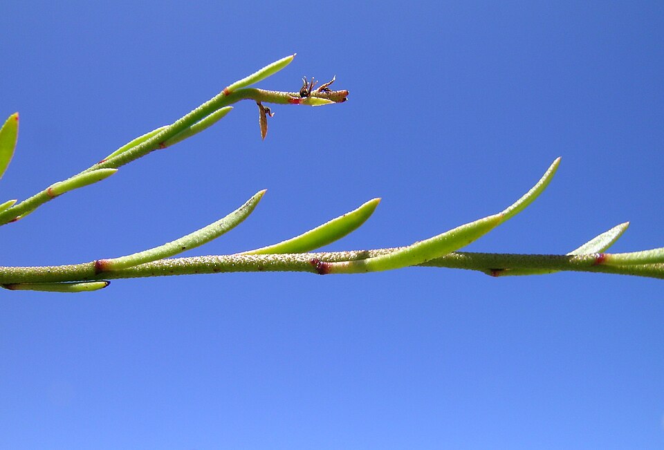 Samolus repens (Sea Primrose) (alternate view 9)