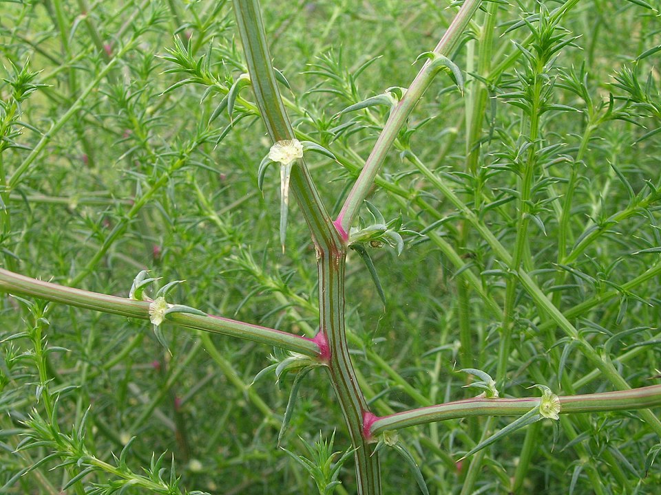 Salsola australis (Southern Russian Thistle) (alternate view 8)