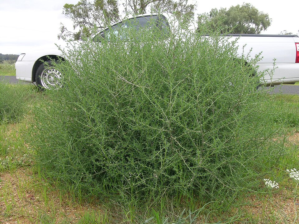 Salsola australis (Southern Russian Thistle) (alternate view 9)