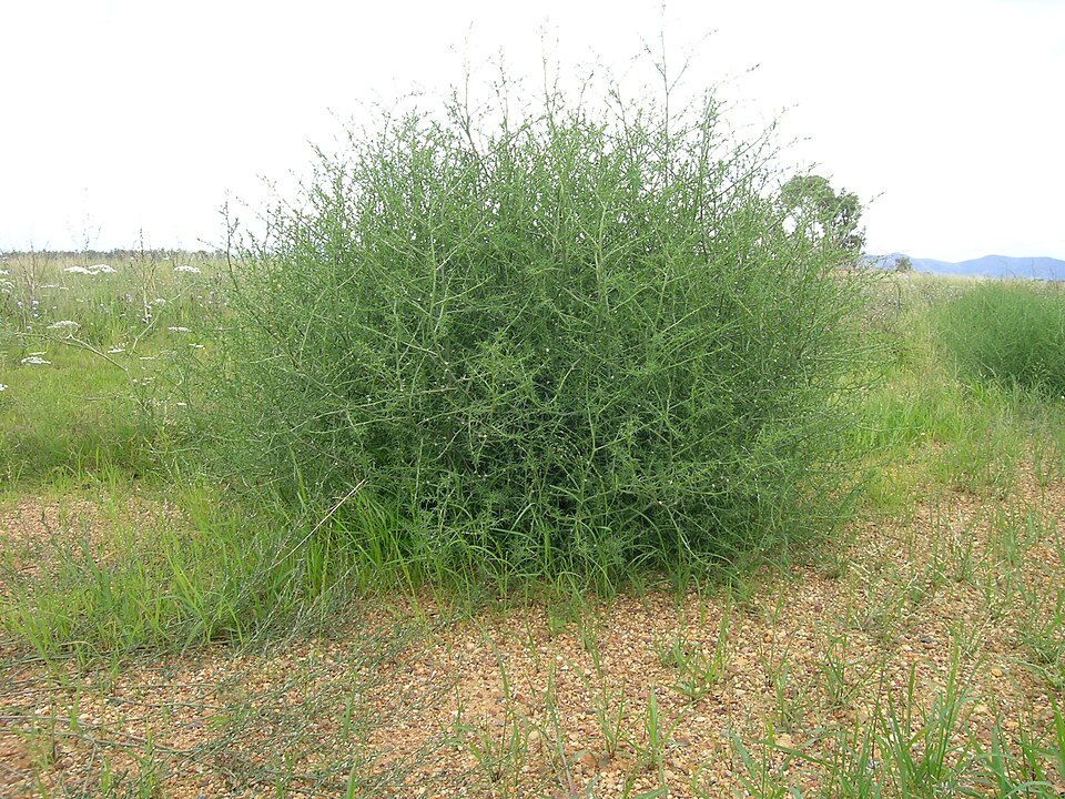 Salsola australis (Southern Russian Thistle) (alternate view 10)
