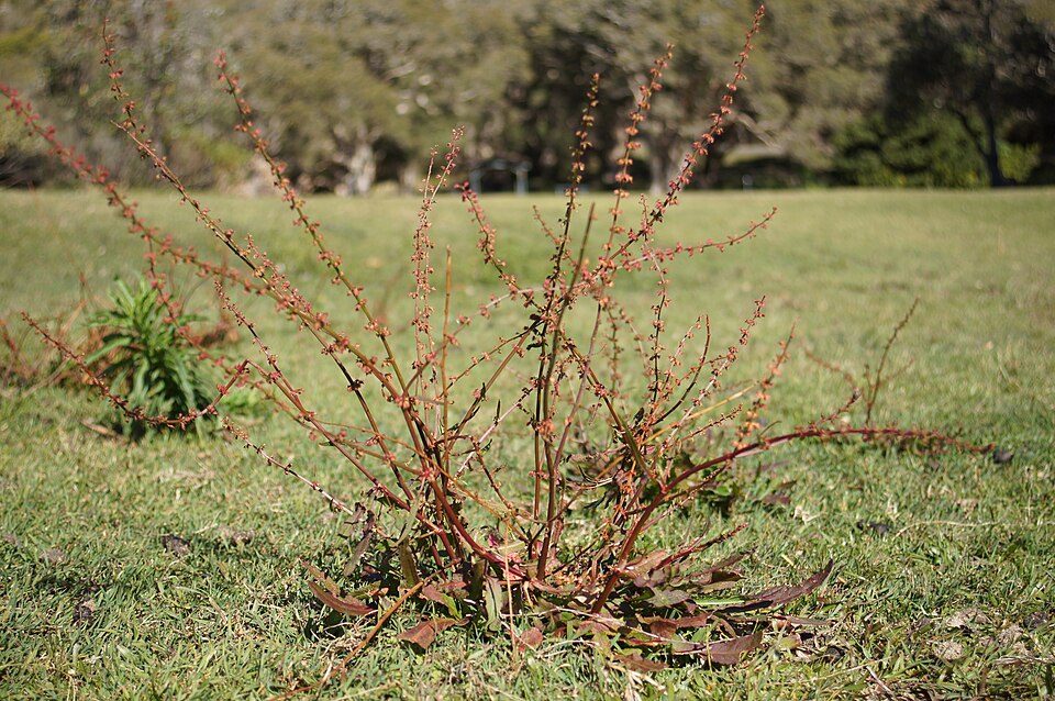 Rumex brownii (Slender Dock) (alternate view 2)