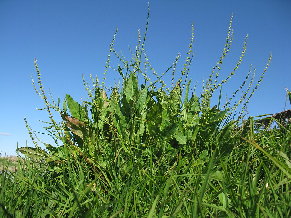 Rumex brownii (Slender Dock) (alternate view 3)