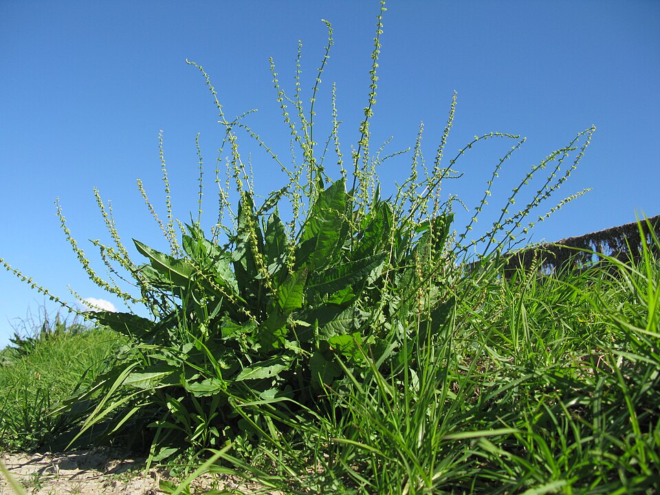 Rumex brownii (Slender Dock) (alternate view 4)