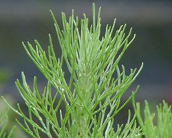 Artemisia californica (California sagebrush)