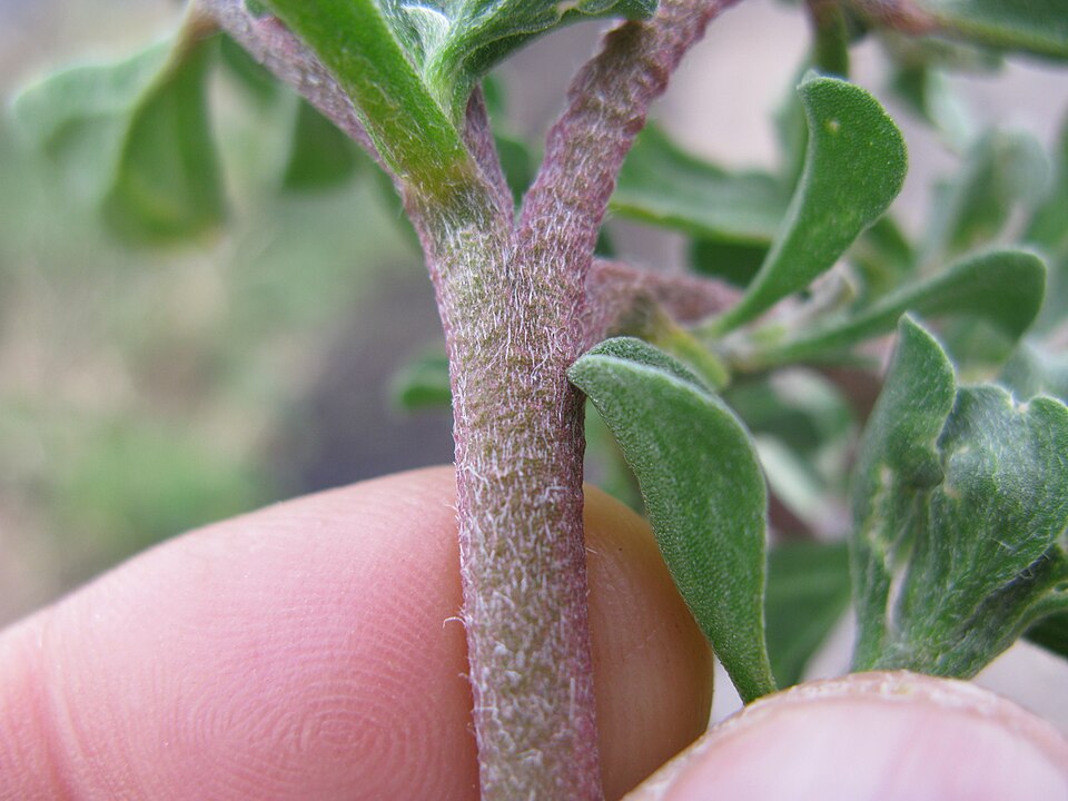 Aizoon pubescens (Coastal Galenia) (alternate view 7)