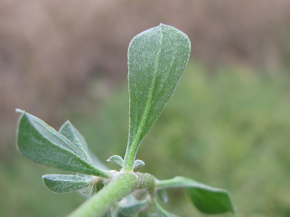 Aizoon pubescens (Coastal Galenia) (alternate view 8)