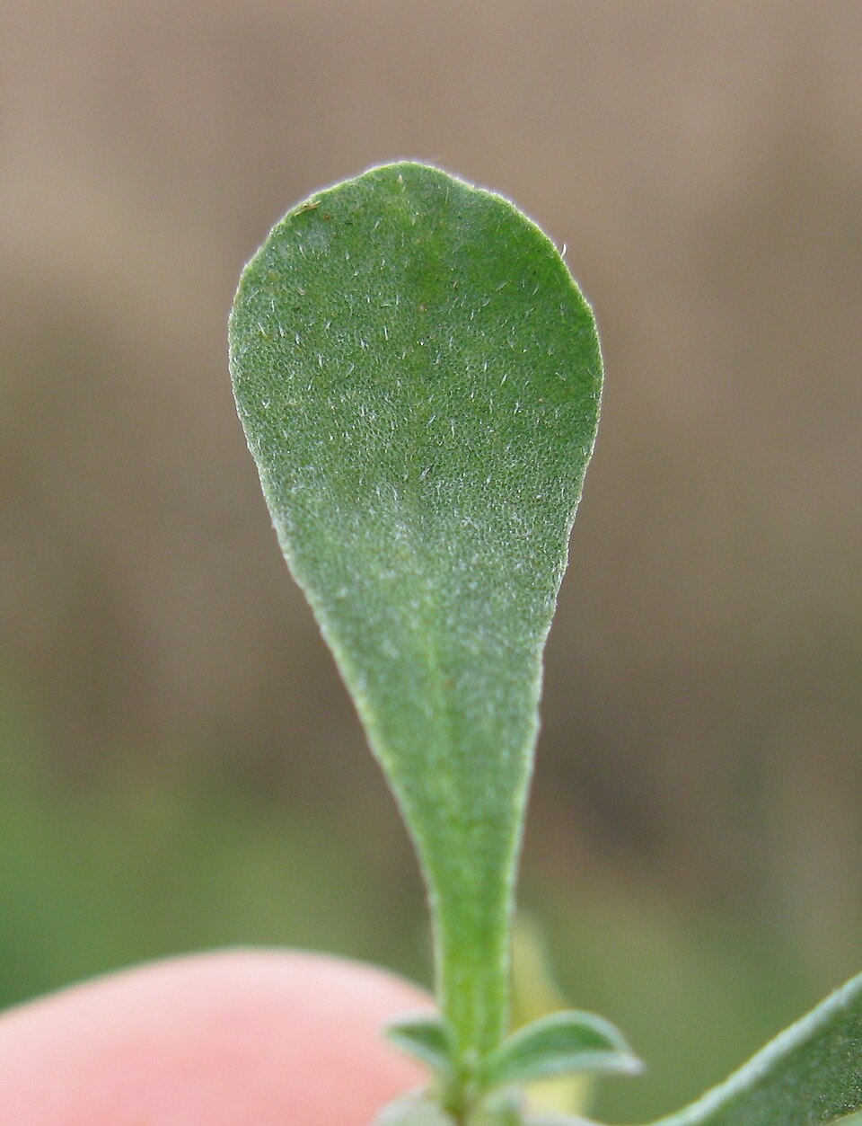 Aizoon pubescens (Coastal Galenia) (alternate view 9)