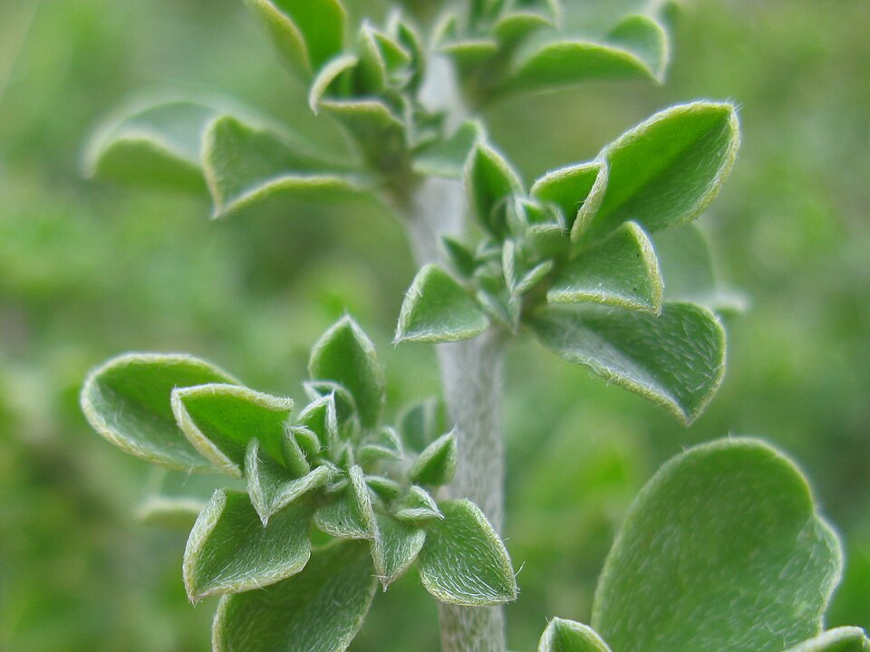 Aizoon pubescens (Coastal Galenia) (alternate view 10)
